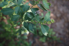 Breynia fruticosa