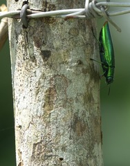 Chrysochroa fulminans praelonga