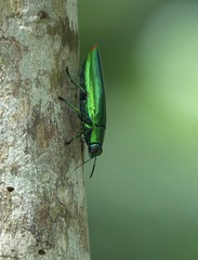 Chrysochroa fulminans praelonga