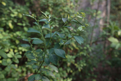 Breynia fruticosa