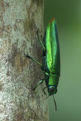 Chrysochroa fulminans praelonga