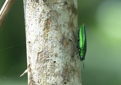 Chrysochroa fulminans praelonga