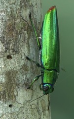 Chrysochroa fulminans praelonga