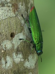 Chrysochroa fulminans praelonga