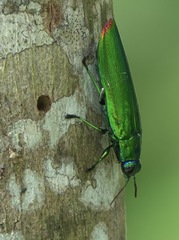 Chrysochroa fulminans praelonga