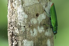 Chrysochroa fulminans praelonga