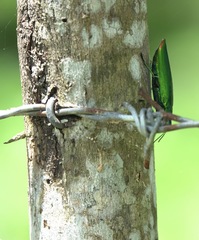 Chrysochroa fulminans praelonga