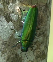 Chrysochroa fulminans praelonga