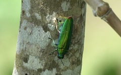 Chrysochroa fulminans praelonga