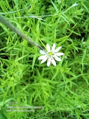 Stellaria angustifolia