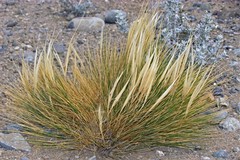 Pappostipa humilis