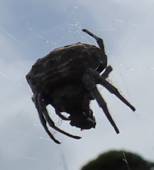 Caerostris corticosa