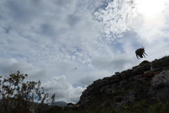 Caerostris corticosa