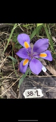 Iris verna smalliana