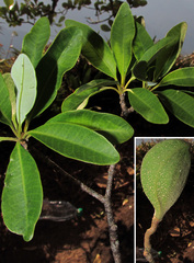 Aspidosperma australe