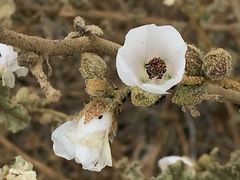 Sphaeralcea fulva