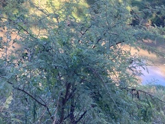 Vachellia caven