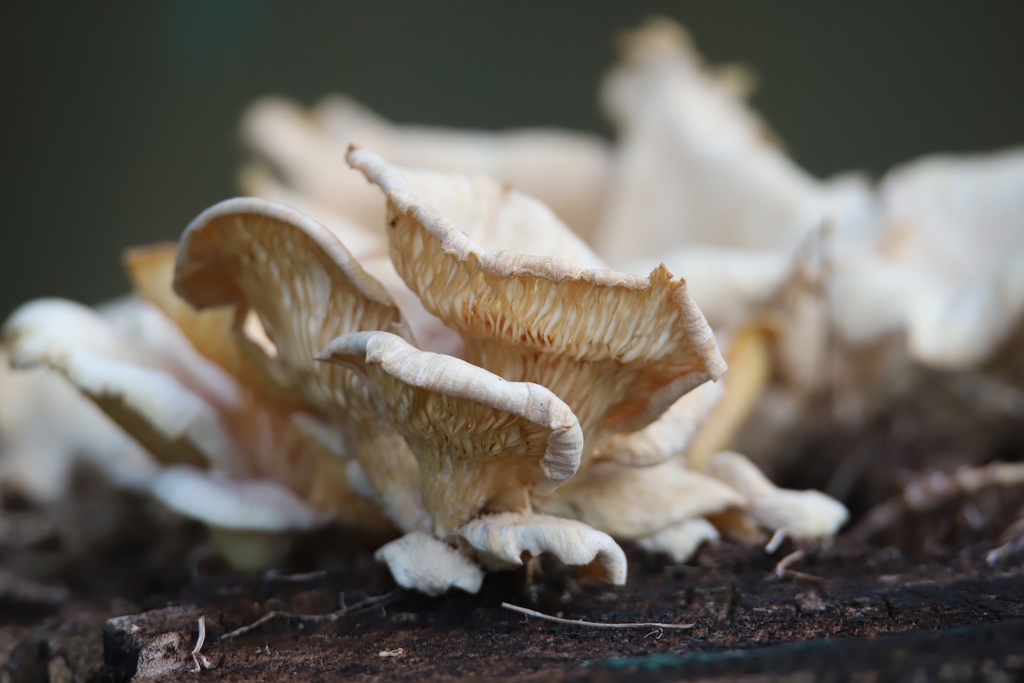 Pleurotus pulmonarius · April 2022 · photo: © agonzalo (iNaturalist, cc-by)