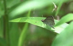 Aeromachus plumbeola