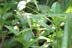 Choreutis xanthogramma