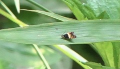 Choreutis xanthogramma