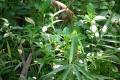 Choreutis xanthogramma