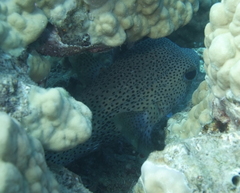 Diodon hystrix