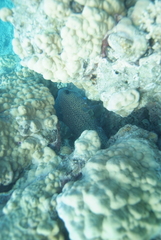Diodon hystrix