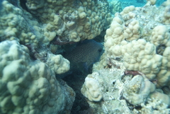 Diodon hystrix