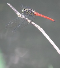 Onychothemis abnormis