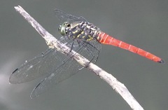 Onychothemis abnormis
