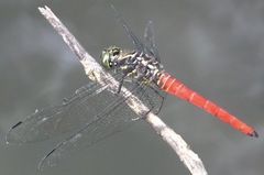 Onychothemis abnormis