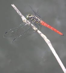 Onychothemis abnormis