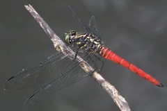 Onychothemis abnormis
