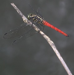 Onychothemis abnormis
