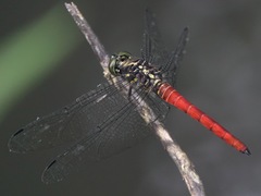 Onychothemis abnormis