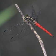 Onychothemis abnormis