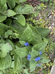 Pentaglottis sempervirens