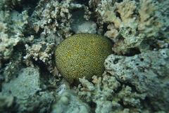 Culcita novaeguineae