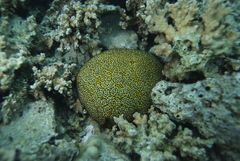 Culcita novaeguineae