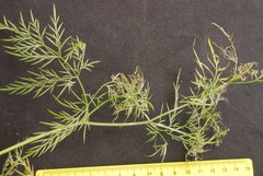 Trepocarpus aethusae