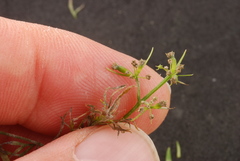 Trepocarpus aethusae