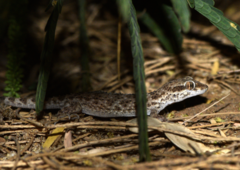 Bunopus tuberculatus