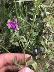 Vicia monantha