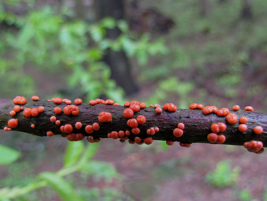 Nectria image