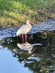 Eudocimus albus
