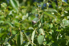 Gerosis phisara