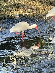 Eudocimus albus