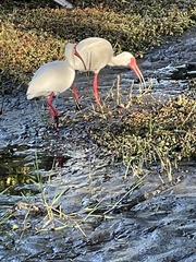 Eudocimus albus