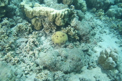 Culcita novaeguineae